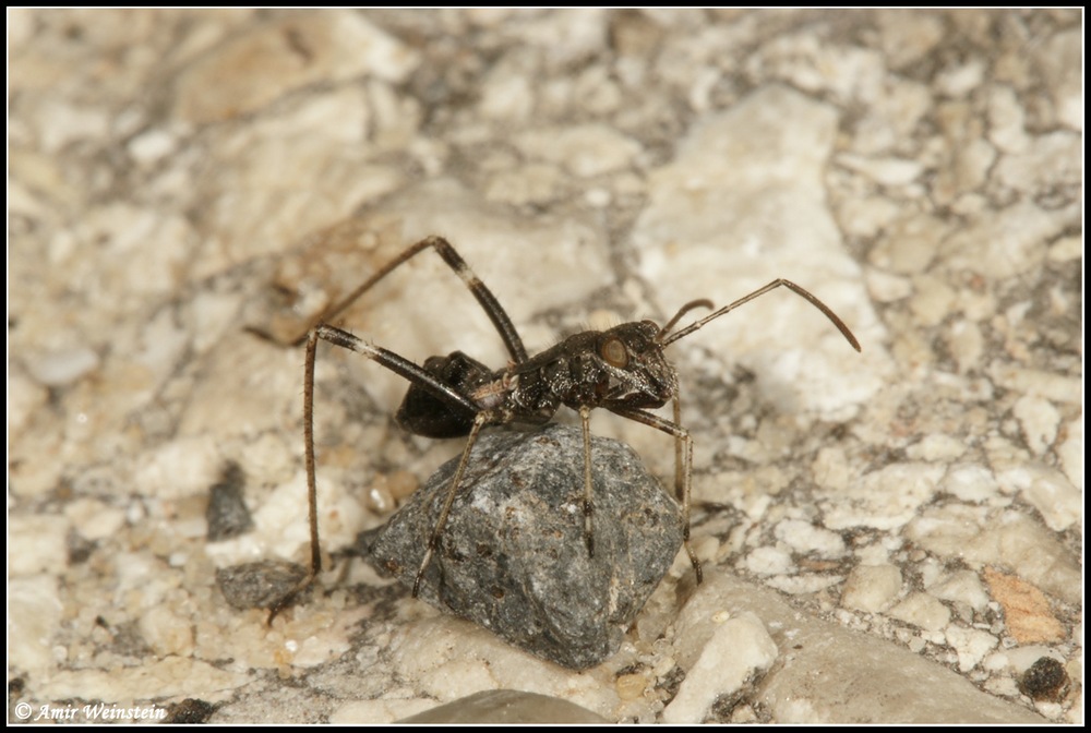 Heteroptera d''Israele: Alydidae nymphs